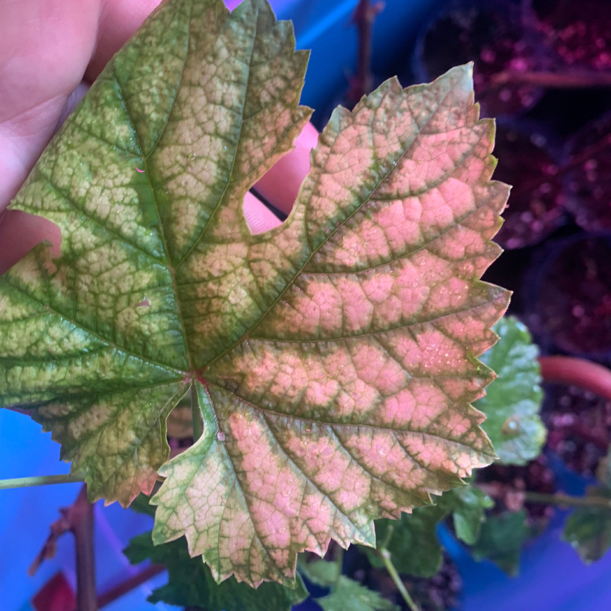 Появился крупный больной лист