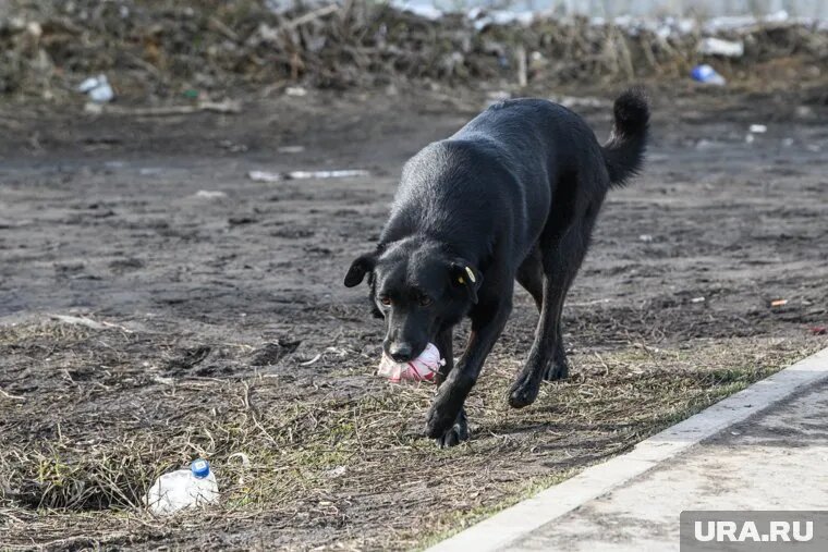 Животное напало на ребенка в марте 2024 года. Фото: Илья Московец © URA.RU
