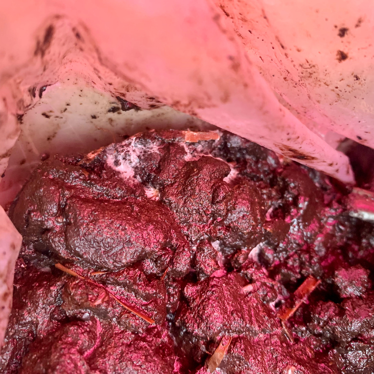 Будущие грибочки 