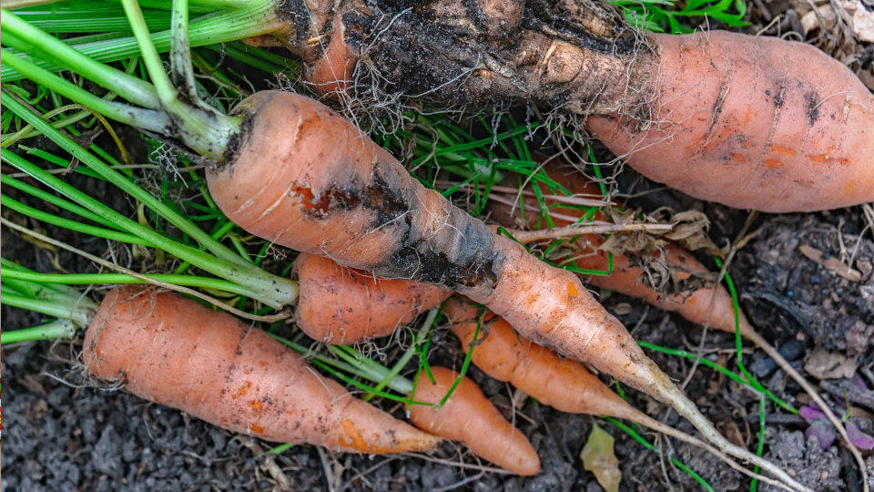 Морковная муха: откуда она берется и как от нее избавиться, чтоб наверняка