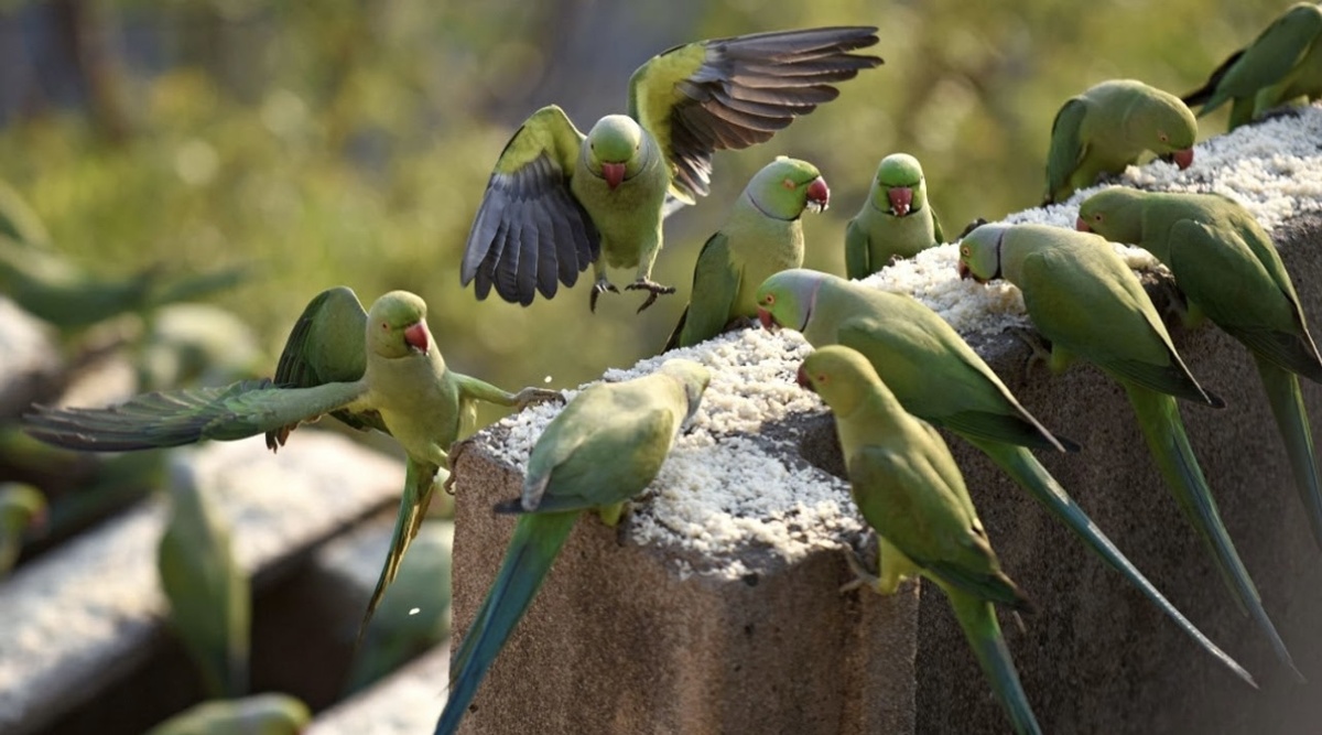 Фото: NTDRussian