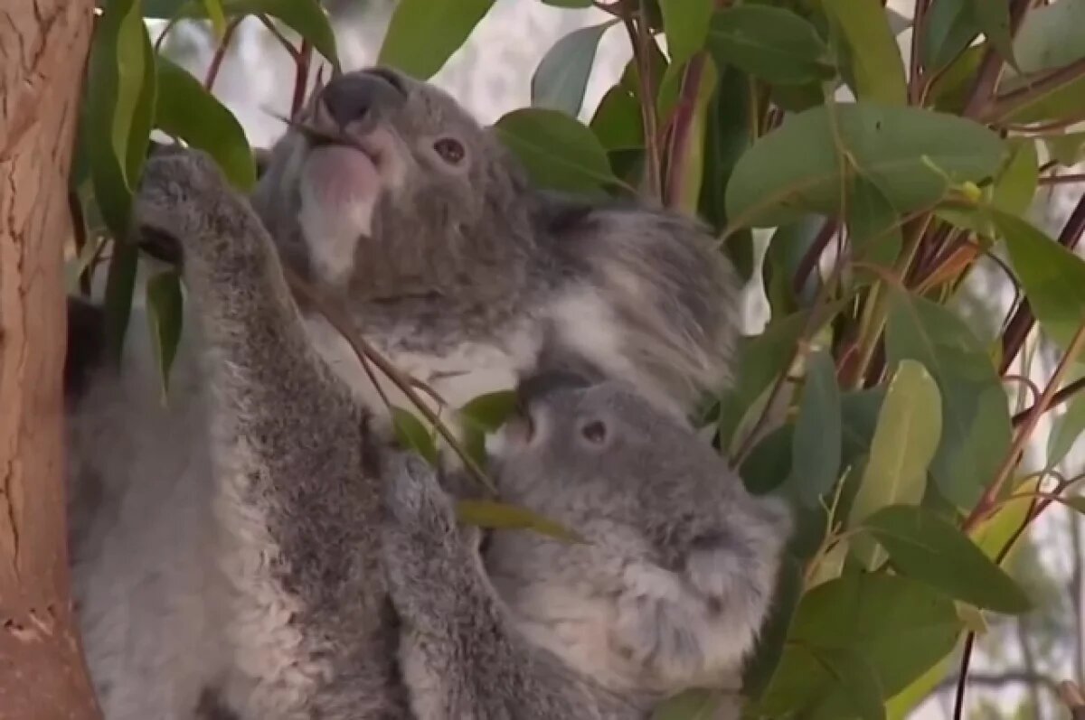    Sky News: в Австралии с вертолета застрелили более 700 коал