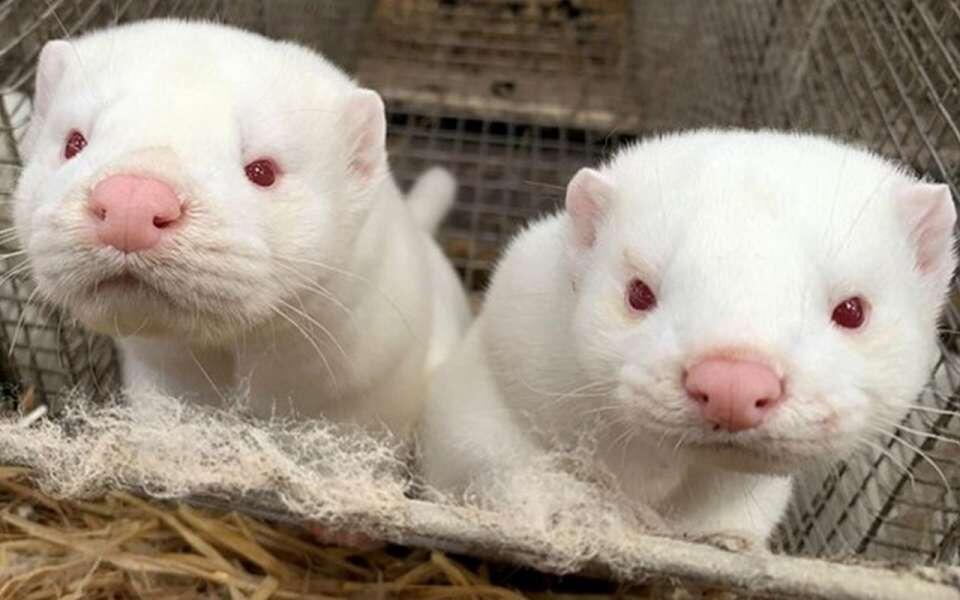    Пять липецких предприятий расширили географию поставок своей продукции за рубеж Россельхознадзора