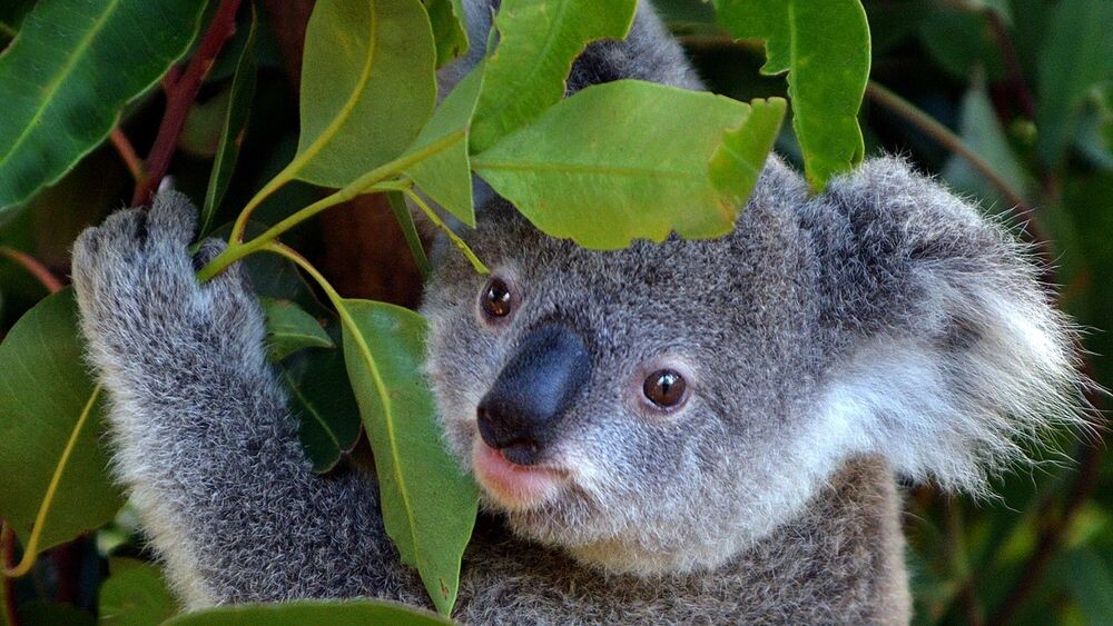    Фото: ChameleonsEye/Shutterstock/Fotodom