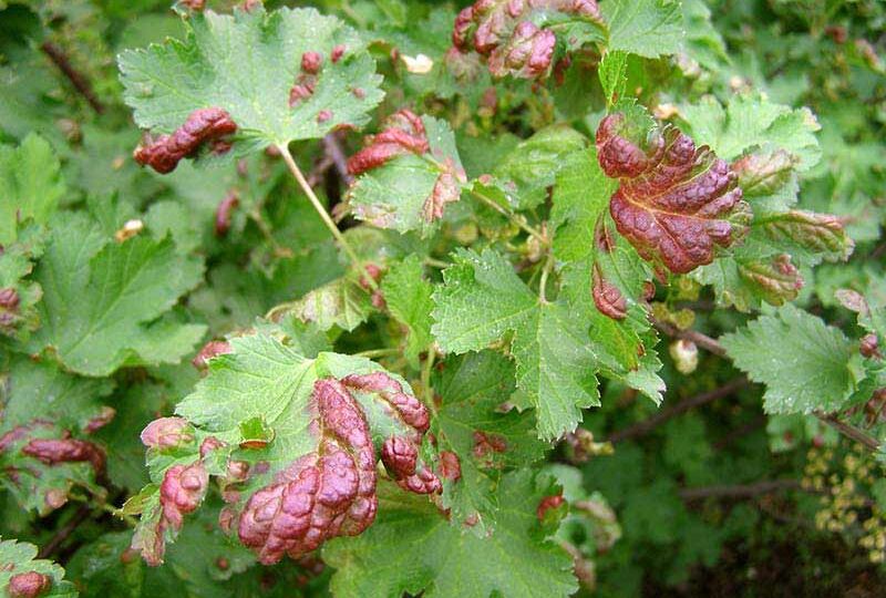 Галловая тля на смородине: как защитить кусты и сохранить урожай Советы от садовода со стажем