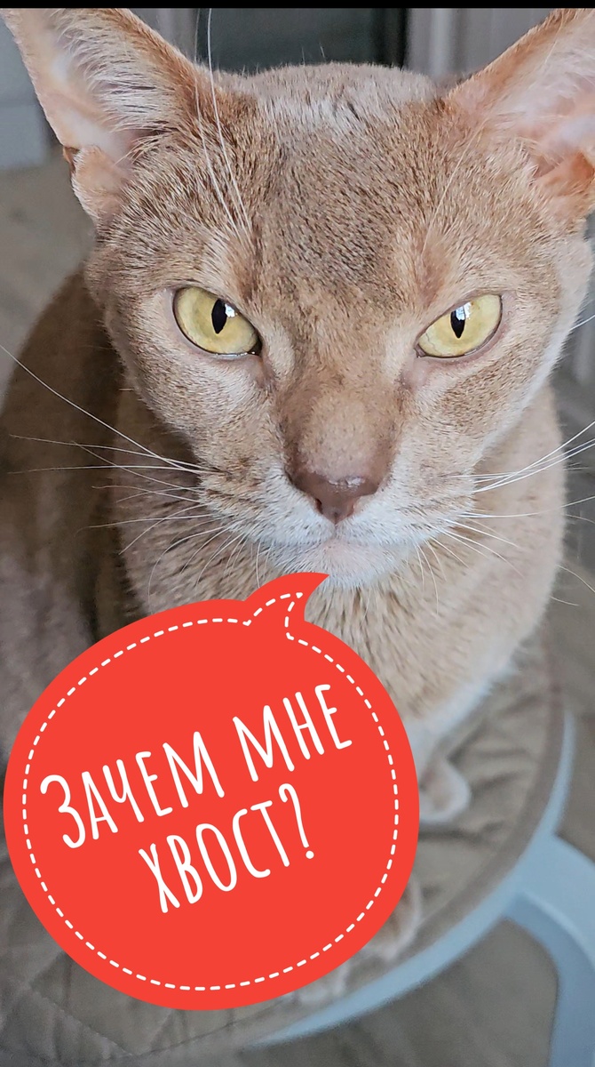 Абиссинский кот Симба