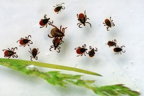 Фото: ТАСС/Борис Кавашкин