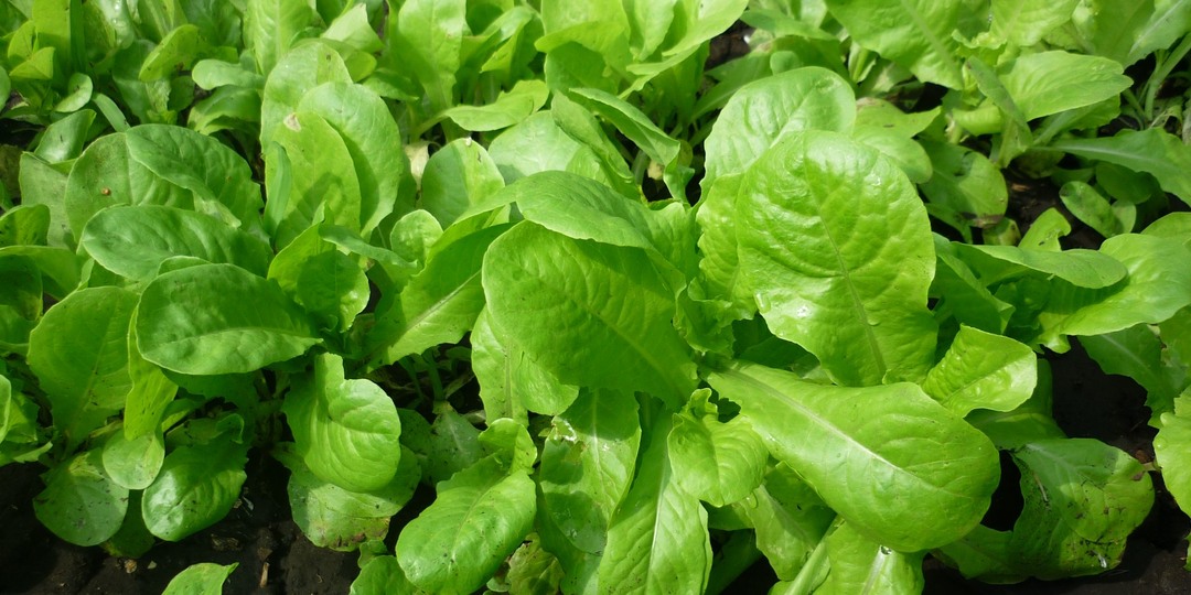 Календарь дачника. График посадки овощных культур