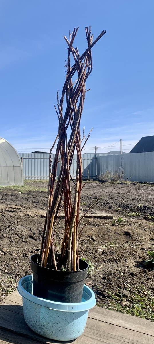 Пальма после зимы