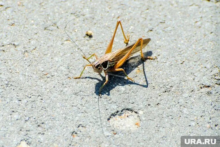 Погода располагает к нашествию насекомых-вредителей. Фото: Вадим Ахметов © URA.RU