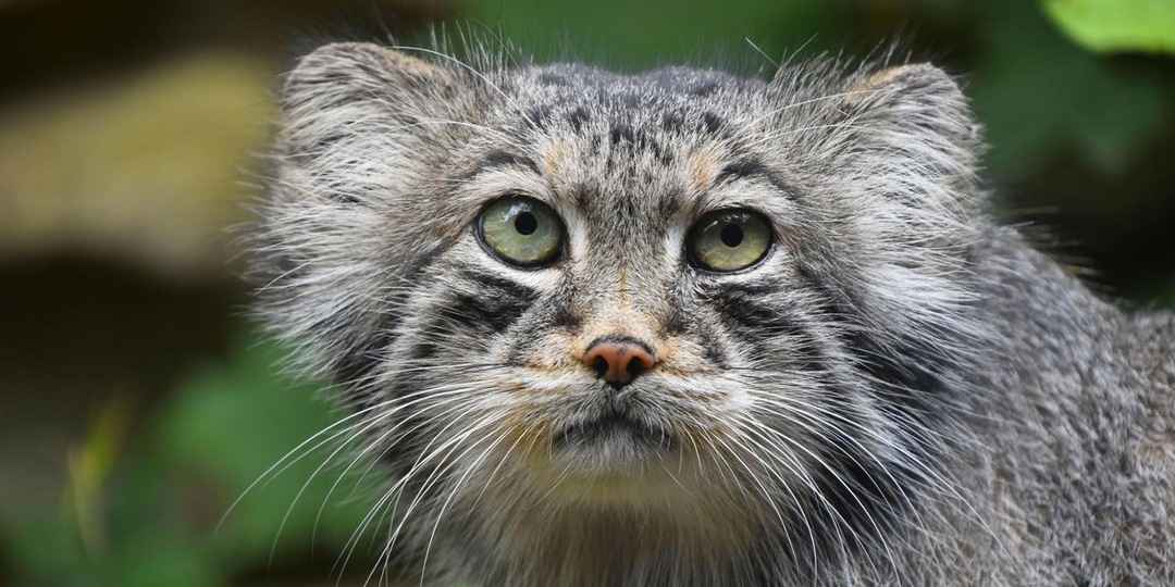 Хмурый взгляд: почему милые манулы выглядят так сердито