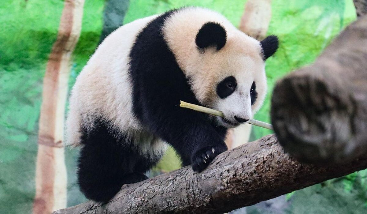     Катюша Источник: mos.ru Автор фото: Пресс-служба Мэра и Правительства Москвы