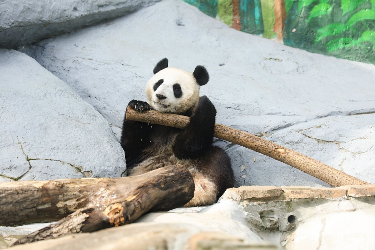    Панда Катюша из Московского зоопарка стала жить отдельно от мамы