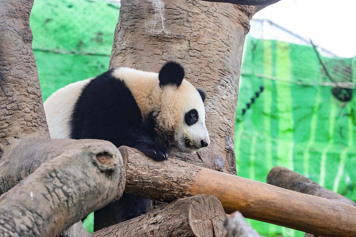    Панда Катюша из Московского зоопарка стала жить отдельно от мамы