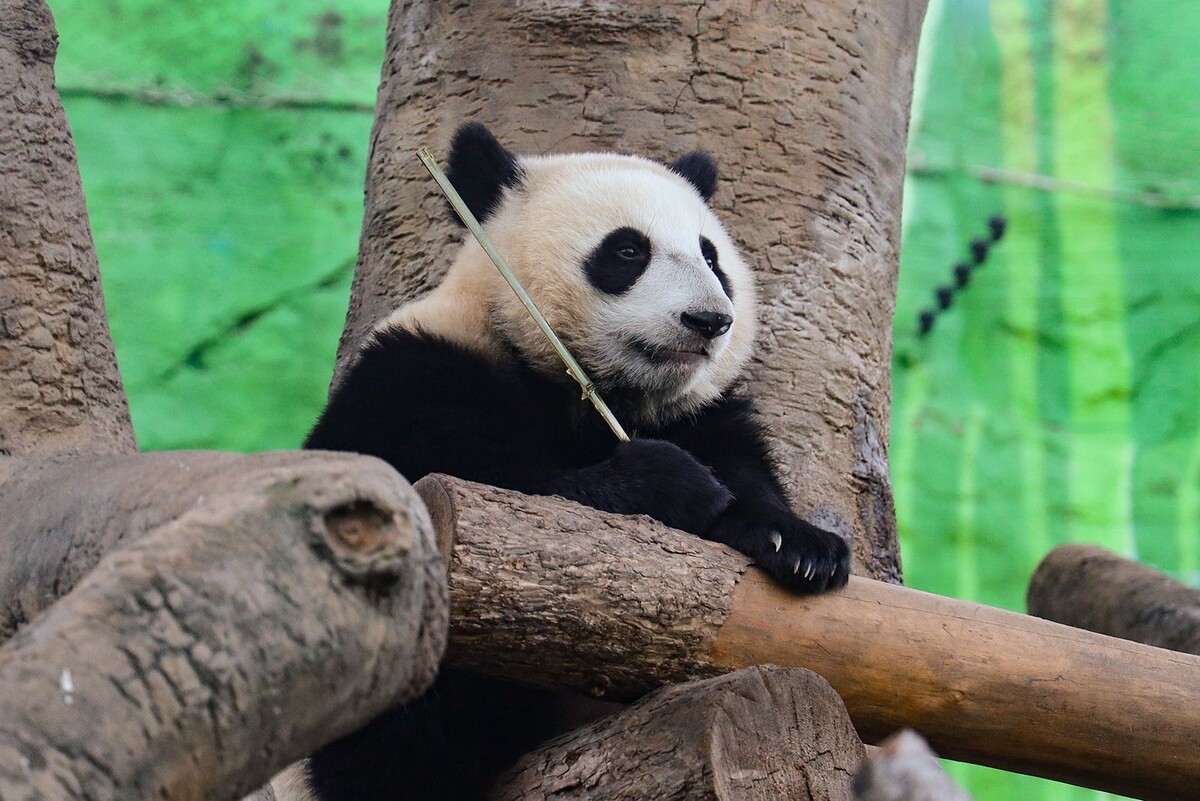    Панда Катюша из Московского зоопарка стала жить отдельно от мамы