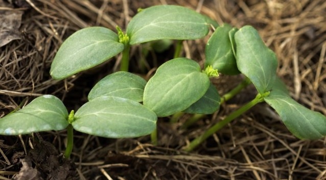 Несколько полезных советов при посеве огурцов на рассаду