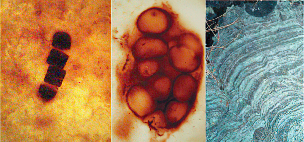 Следы жизни в Архее