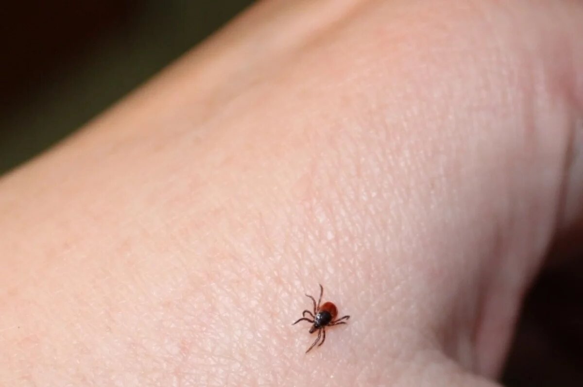    В Омске парк, кишащий клещами, снова обработают