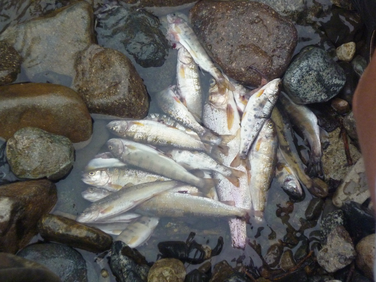 фото из архива автора