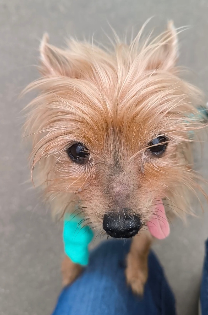 Погуляла с Масюлечкой, в лапке катетер