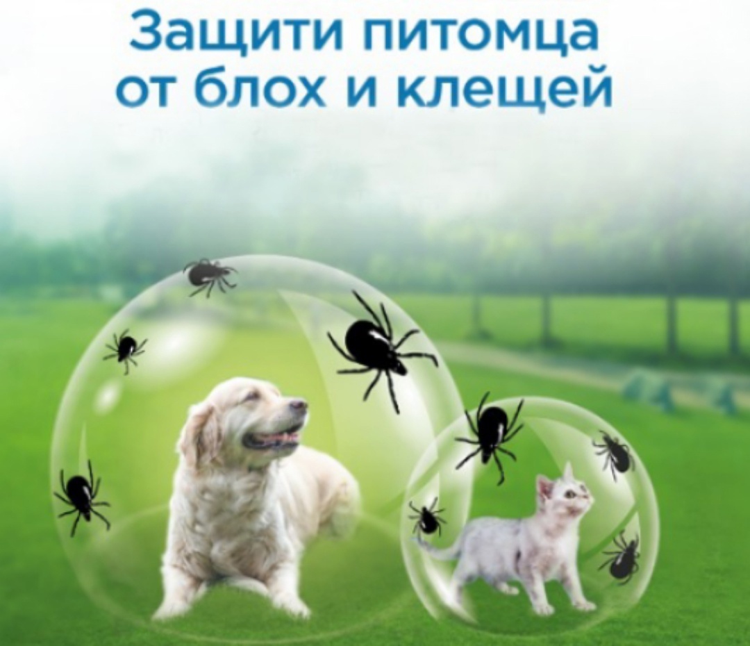 Как работает средство от клещей?

Средства от клещей работают по двум принципам:

1.	Через контакт с кожей или шерстью собаки. Так действуют капли, ошейники и спреи. При контакте с кожей или шерстью питомца клещ взаимодействует с молекулами препарата и через какое-то время погибает.
2.	Через контакт с кровью собаки, в которой находится препарат. Этот принцип свойственен таблеткам. После того как таблетка попала в организм собаки, защитные компоненты активируются и распространяются по всему кровотоку. Чтобы такая защита начала действовать, клещ должен укусить питомца. Кровь станет для него ядом, и через определённый промежуток времени клещ погибнет.

Перед использованием любого средства от клещей рекомендуется проконсультироваться с ветеринарным врачом, чтобы подобрать препарат индивидуально, с учётом особенностей питомца 
И мы хотим отдельно рассмотреть тему по защите кошек и собак не химическими средствами!

Следите за нашей лентой!

