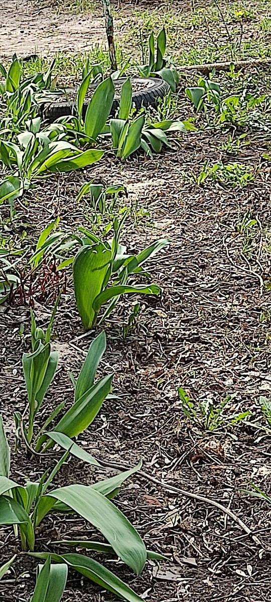 Тюльпанчики подрастают