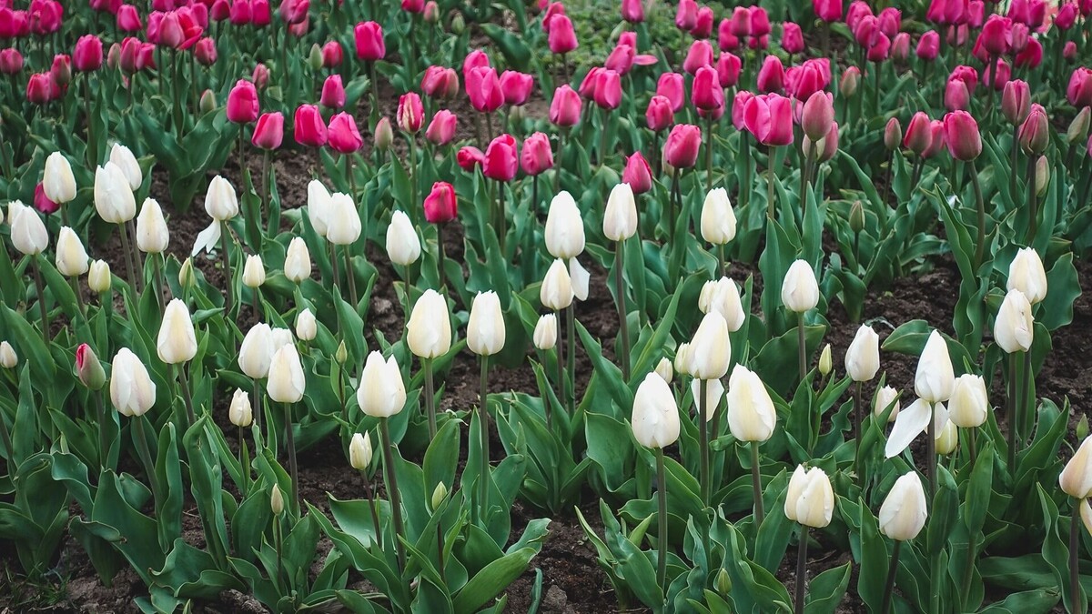     Источник: 1MI