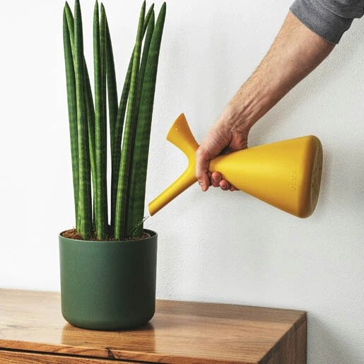   Полив комнатного растения фильтрованной водой Катя Невская