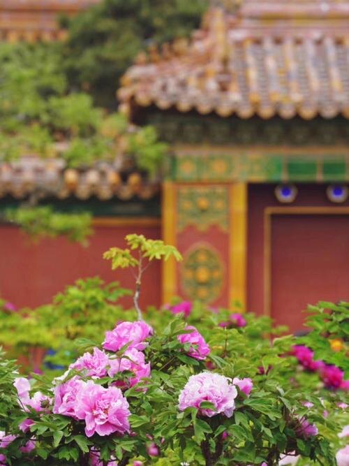 Сезон Гу Юй (Хлебные дожди) традиционного китайского календаря знаменит еще одной очень красивой традицией - любованием пионами. Источник изображения: baidu.com.