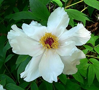 Цветок пиона Яншань (Paeonia ostii). Источник изображения: baidu.com.