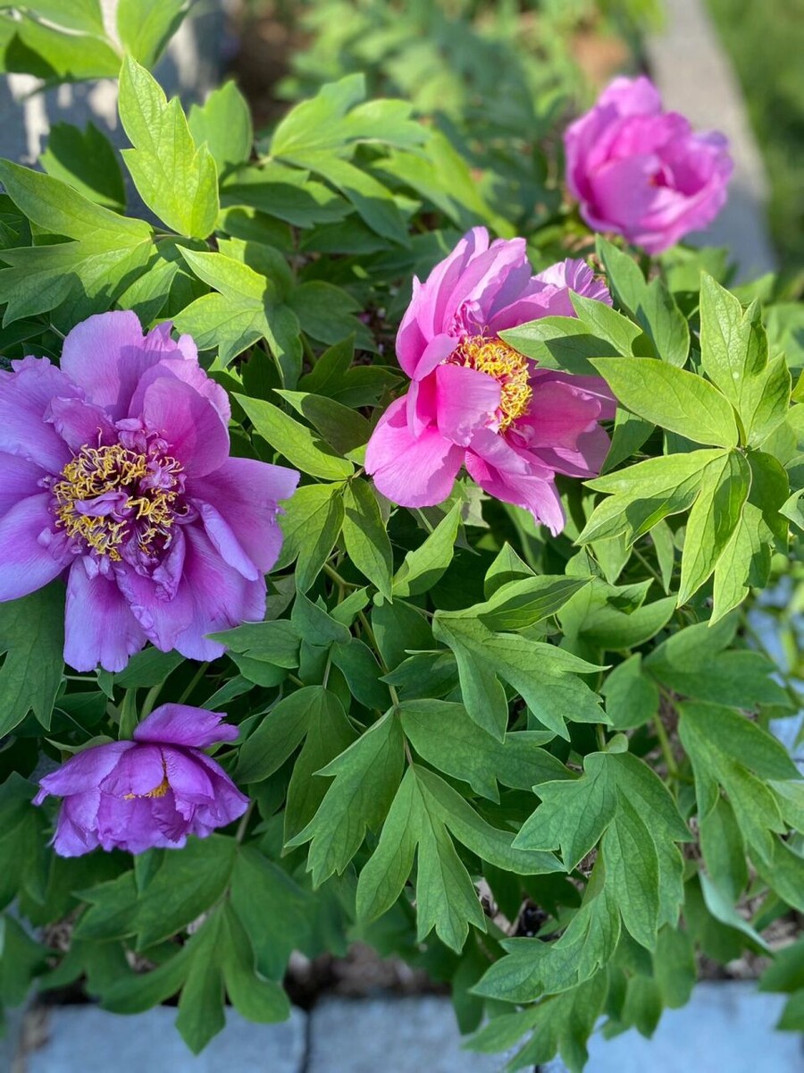 Один из вероятных предков современных древовидных пионгов - пион Центральных равнин (Paeonia cathayana). Источник изображения: baidu.com.