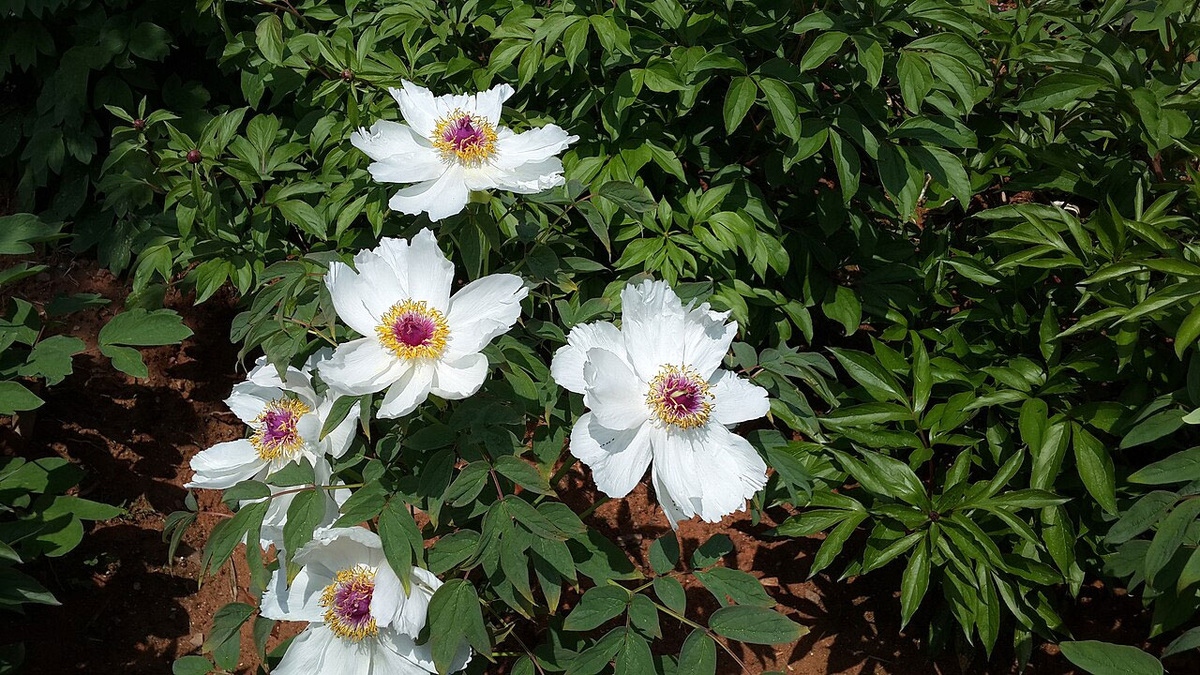 Пион Яншань (Paeonia ostii). Источник изображения: baidu.com.