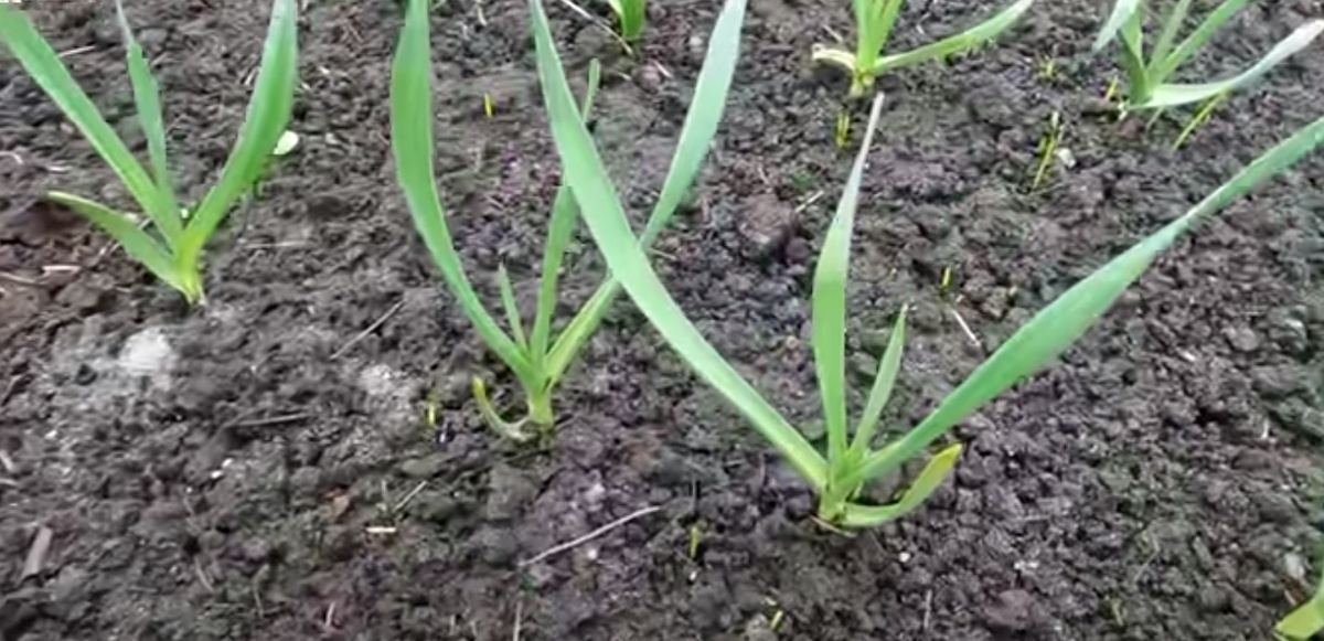 Яровой чеснок: подготовка и посадка весной