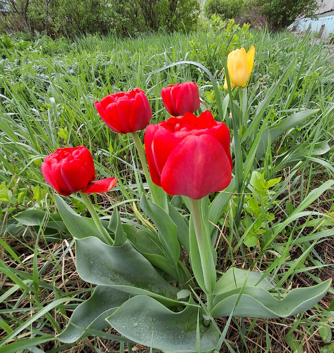 Тюльпаны. Фото автора.