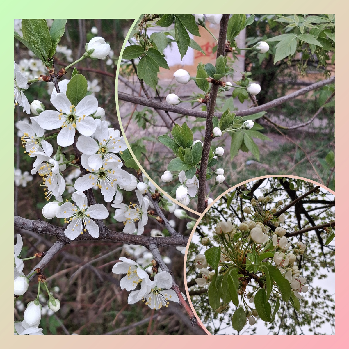Цветут деревья. Фото автора.
