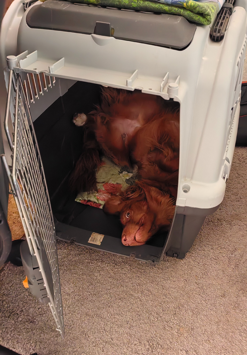 Ирвин в боксе