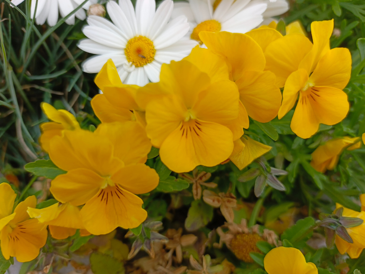 ТФ Сириус, Имеретинская набережная, апрель, 2025 г.