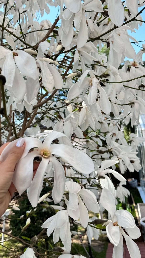 Магнолия Стеллата