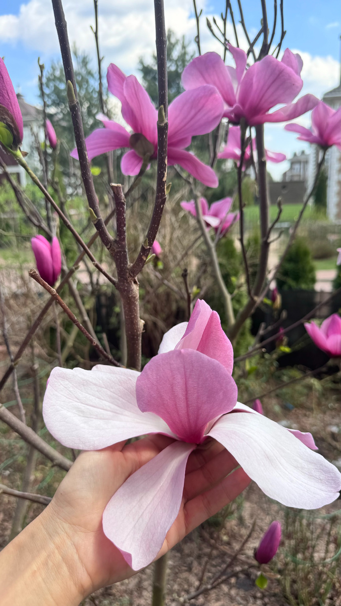 Магнолия Суланжа