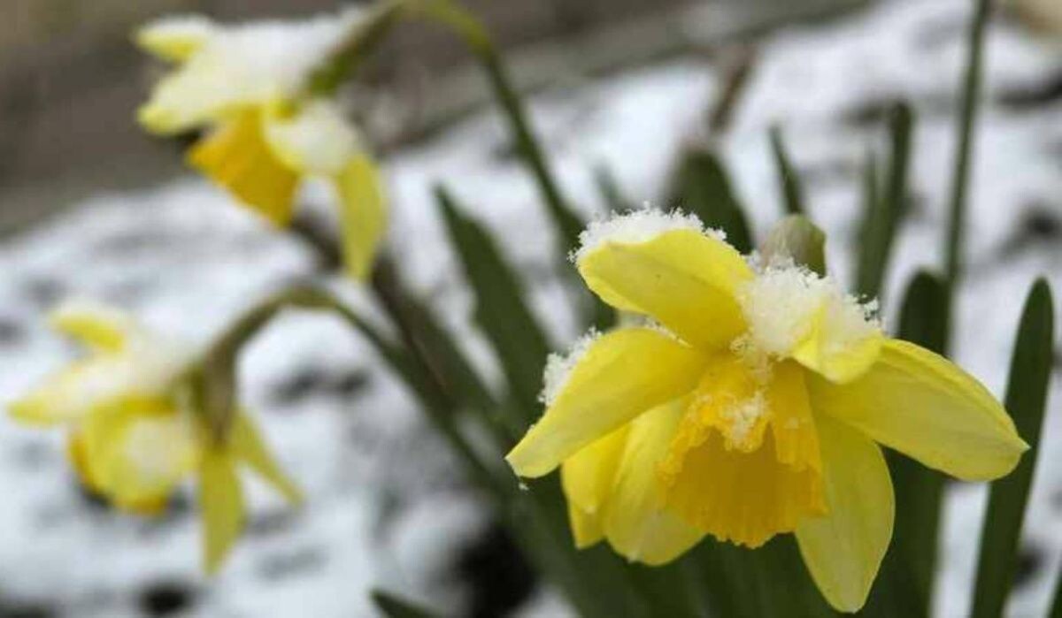     Цвету в снегу. Источник: ria.ru Автор фото: Nikolay Gyngazov