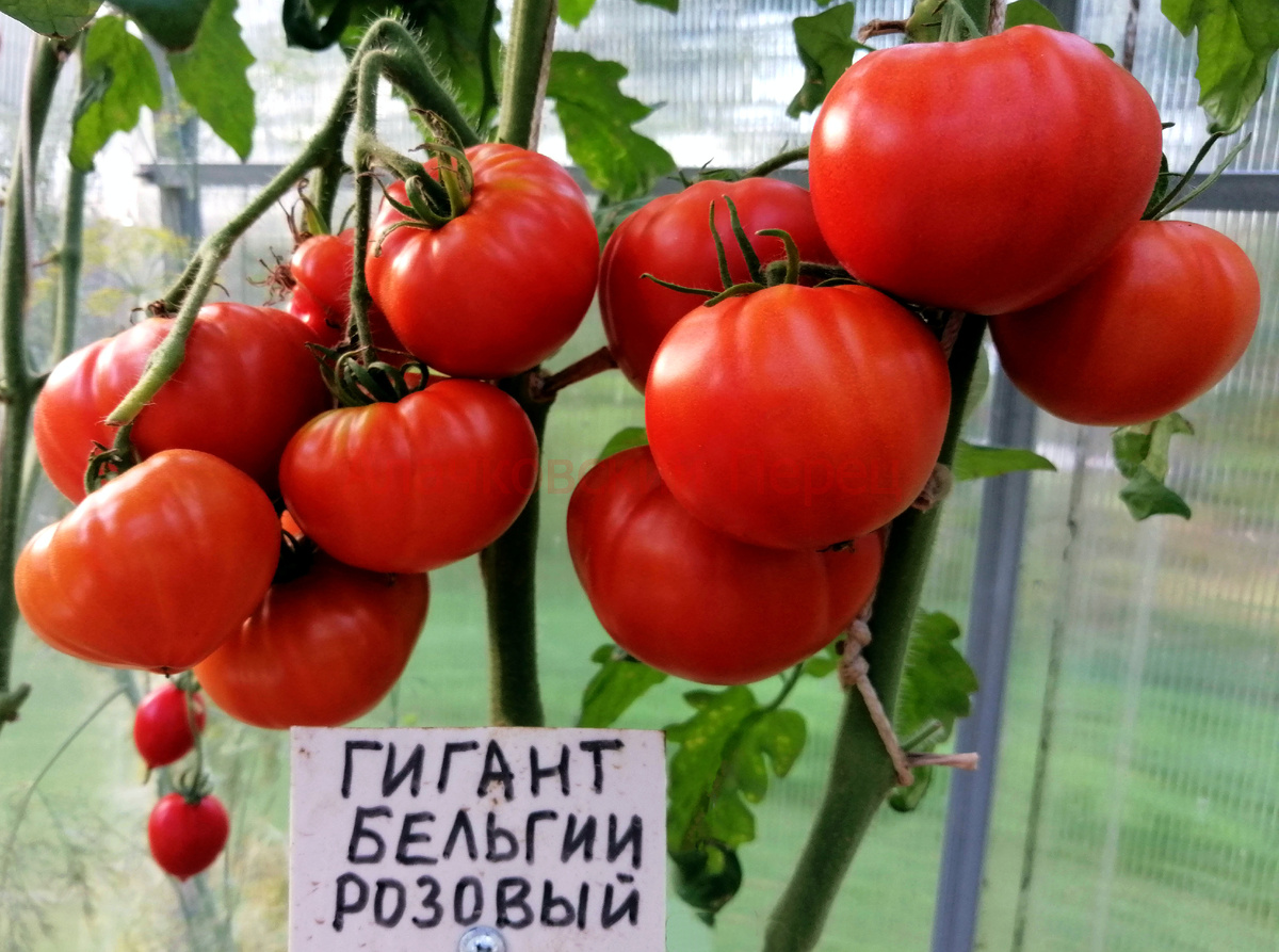 Гигант Бельгии Розовый