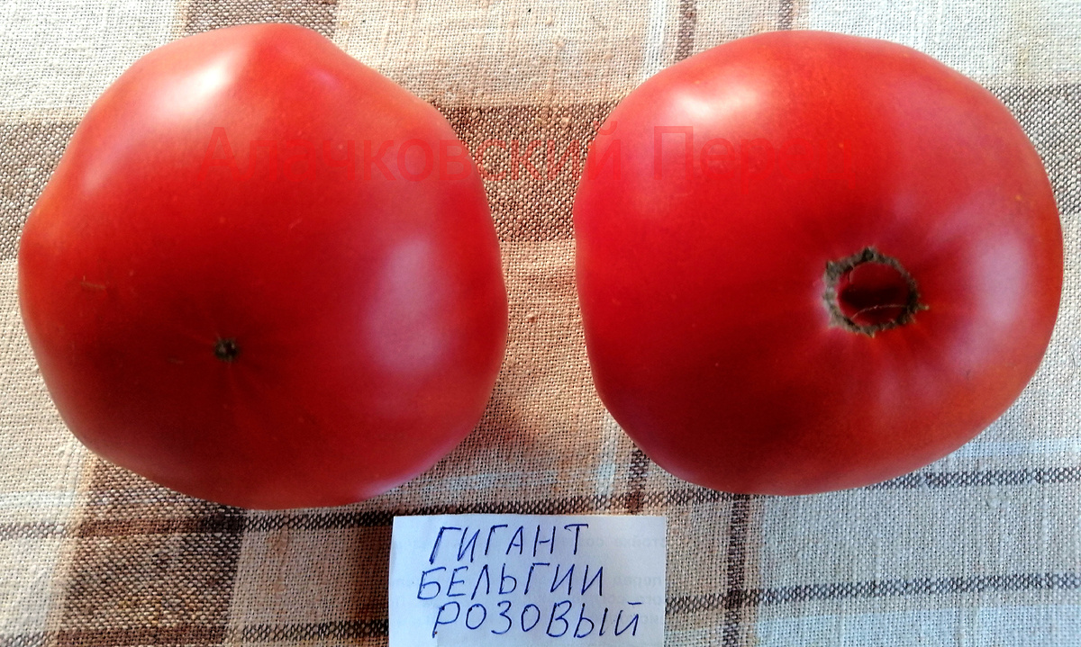 Гигант Бельгии Розовый