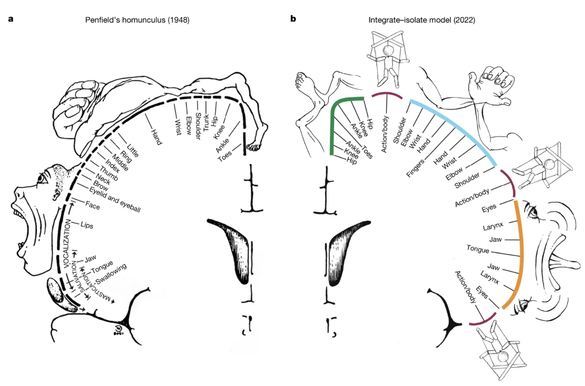 Как выглядит распределение зон, в постцентральной извилине, отвечающих за конкретный орган