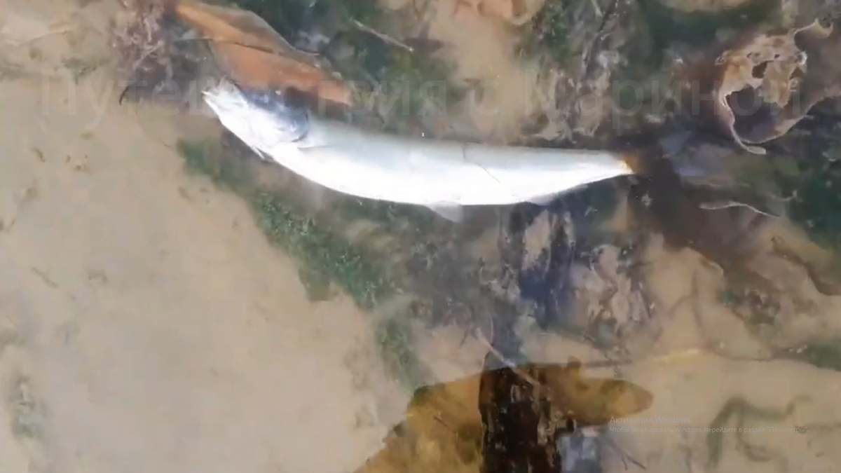 Селедка в море