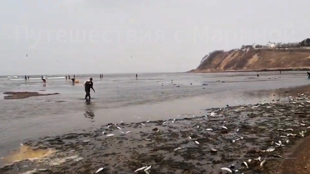 Море селедки