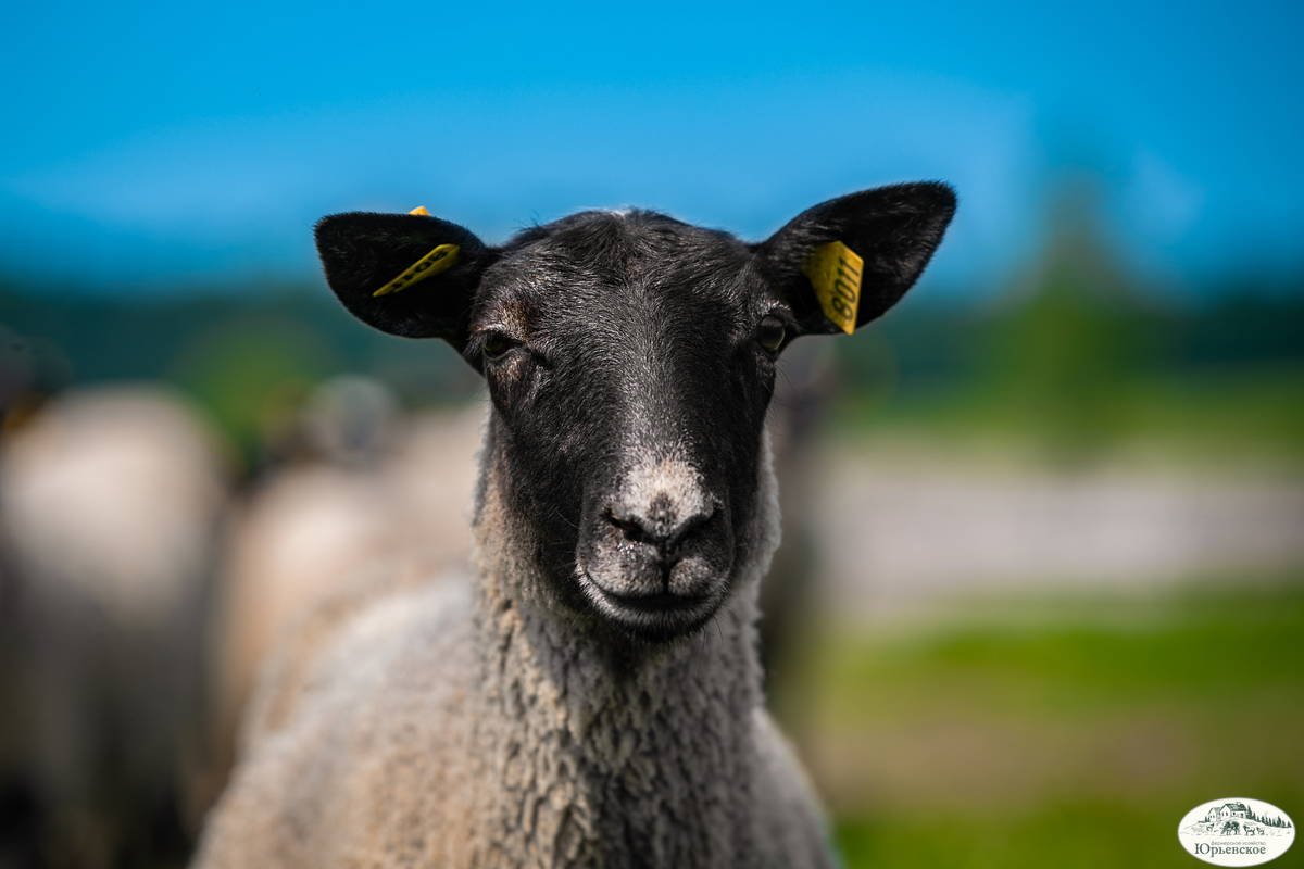 Фото: Фермерское хозяйство «Юрьевское»