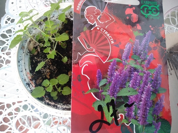 Упаковка с семенами и рассада лофанта анисового «Франт»