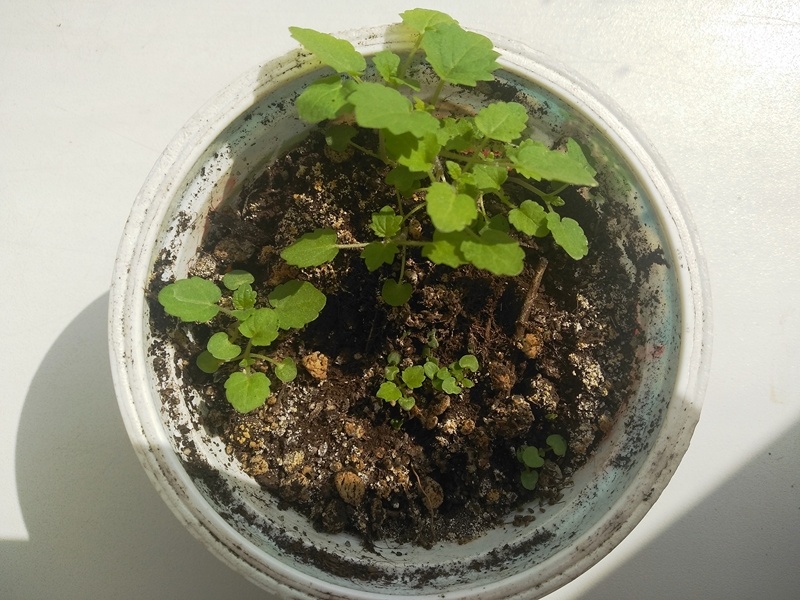 Рассала лофанта 23 апреля 2025 г.