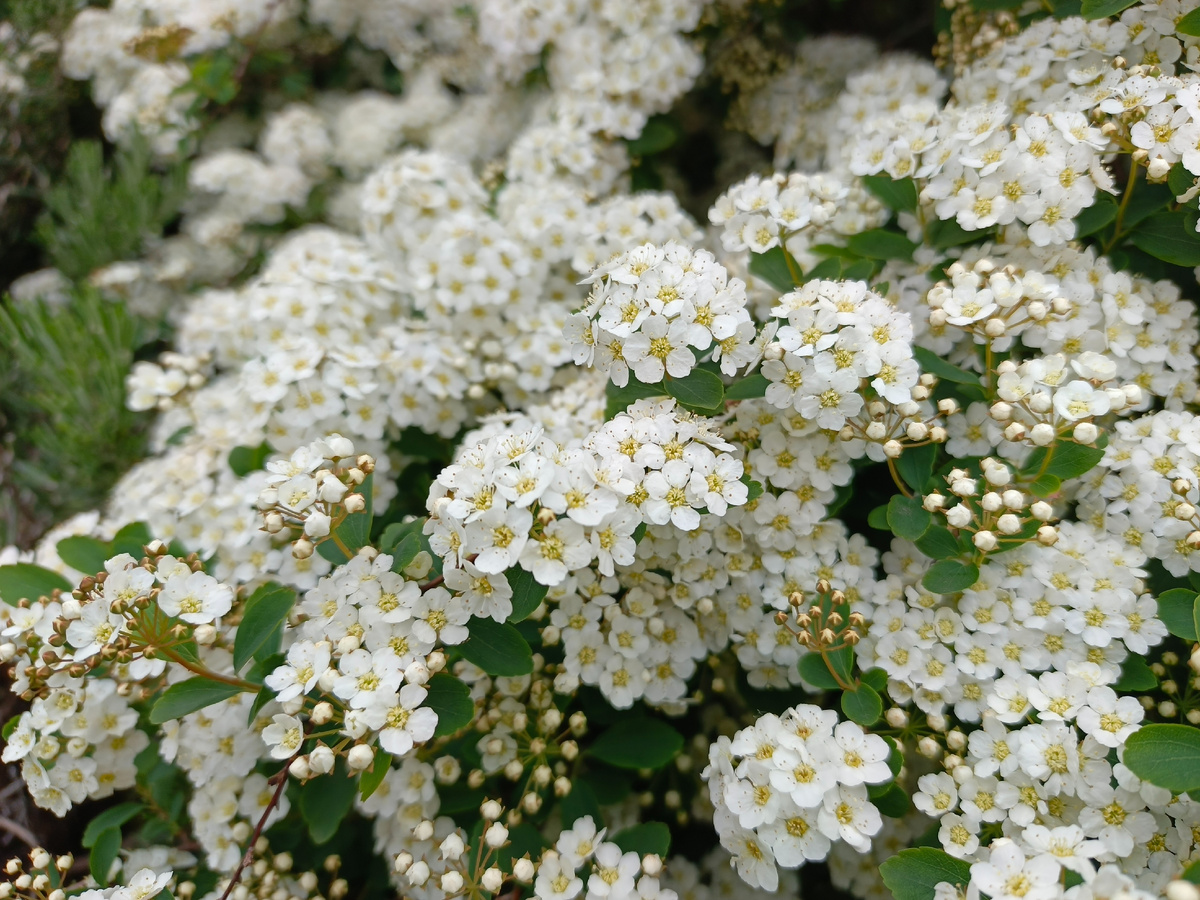 ТФ Сириус, Имеретинская набережная, Спирея Вангутта, апрель 2025 г.