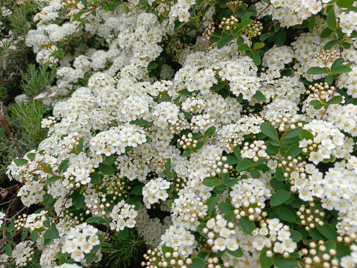 ТФ Сириус, Имеретинская набережная, Спирея Вангутта, апрель 2025 г.